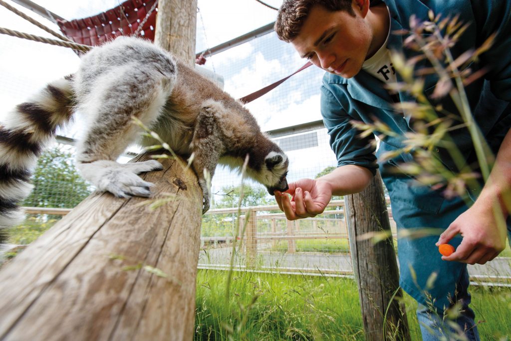 Male student feeding a lemur in zoo