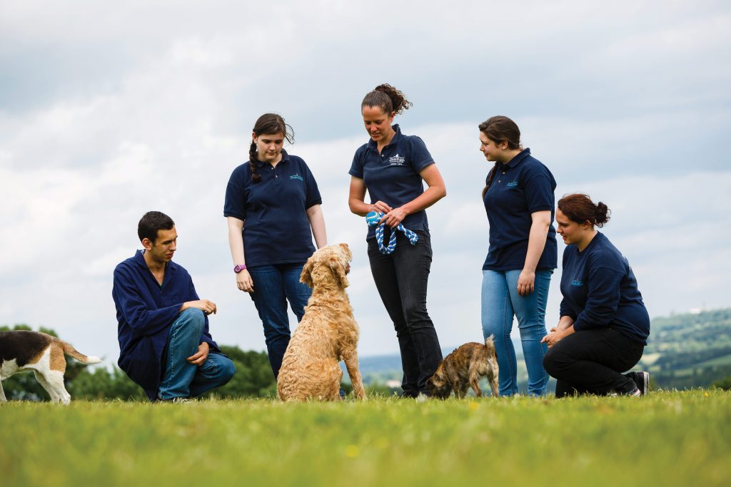 Group of students having practice with dogs in garden