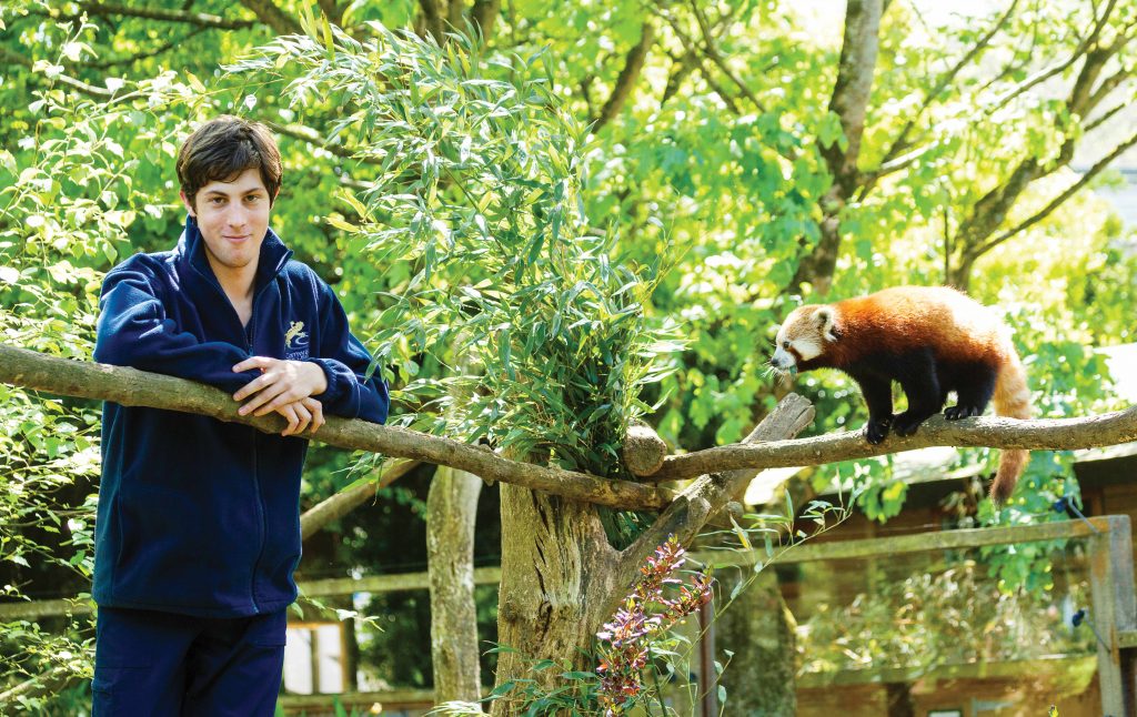 Man standing next to red panda in zoo