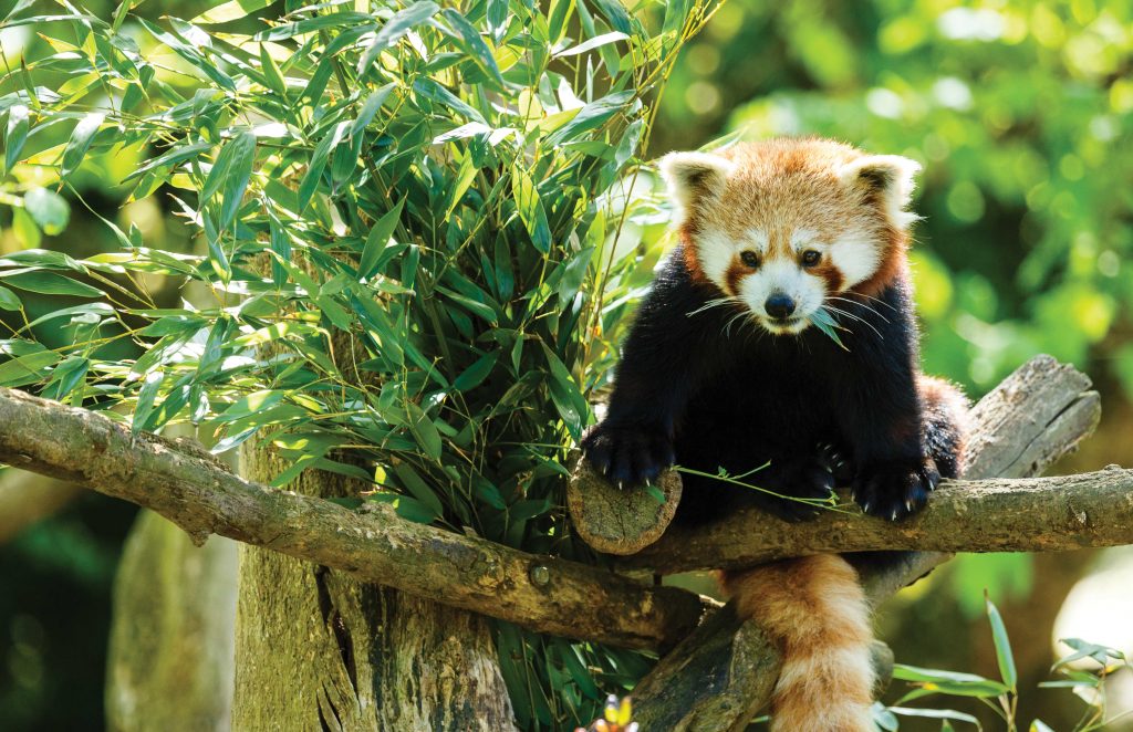 Red panda at zoo